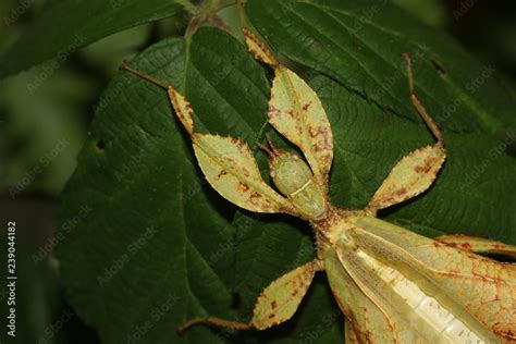 The Philippine Leaf Insect .